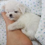 [봉<b>쓰봉</b>쓰] 태봉쓰 라이프