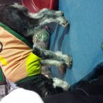 울산 <b>남구</b> 신정1동에서 슈나우저잃어버리신분!