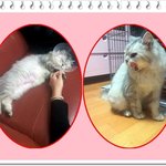 [입양홍보] 사지말고 입양하세요 - 사랑이(냥이)