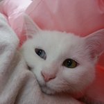 하얀고양이 <b>루비</b> >.<