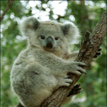 [짜증] 난 <b>코알라</b> 좋아하는데 일베때문에