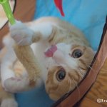 [유봉이네] 유봉이네판 <b>시즌</b>2 예고(유봉이네)