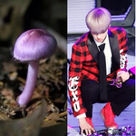 [세훈] <b>버섯</b> 분양할 싸람~~~