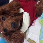 [조언부탁] 똥먹는강아지 고치신분