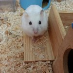 [햄스터] 이정도면 포즈 잡는데 <b>능숙</b>하지 않나요?ㅎㅎ