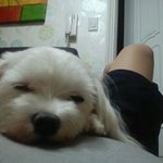 우리 귀여운 <b>아지</b> 사진 !~!~!~!~!@#!@$!@#$!@#!@#...