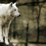 [메시지] 사실 오늘 목욕재계하고 긴머리칼 빗질하고 고글 끼고 동영상...