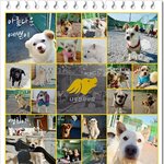 [입양홍보] "나주 천사의 집" 을 소개합니다.