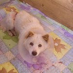 [양주보호소] 허리가 올무에 걸린 '고추' 회복이 되어 가고 있어요~~