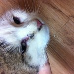 고냥이 눈이 왜그런거죠?