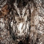 찾기 힘든 위장술의 <b>달인</b> 동물들.jpg