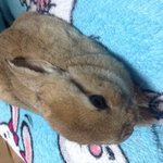 우리집 겸둥이 사고뭉치 토끼 콩입니다-2-