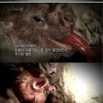 절대로 없어지면 안되는 어떤 <b>동물</b>의 반전