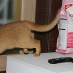 고양이물품 중에 가장 중요한 <b>사료</b>는 로얄캐닌이지