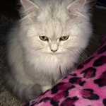 [먼지] 완전 이쁜 우리 '먼지' 보러오세요 !!! 2탄