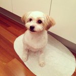 전주인의 지속적인 학대를 받은 마리가 평생가족을 기다립니다