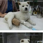 [인어공주] 유기되고 사고까지 당한 불쌍한 강아지 백구 꼭 살리고...