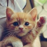 귀요미 돋는 아기동물짤 모음