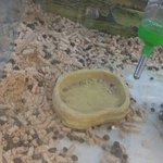 [개념상실] 이마트의 허술한 <b>동물</b> 관리에 대해 말씀드립니다.