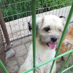 [양주보호소] 양주보호소의 새로온아이