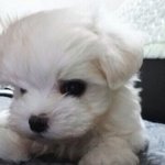 [하얀<b>몽몽이</b>] 우리집 막내 하양이 보러오세용