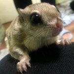 [하늘다람쥐] 하늘다람쥐와의 첫 설 <b>연휴</b>^^ 기대되요ㅋㅋㅋ
