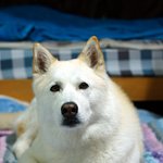 [허스키심바] 매일 산책하는 심바일기