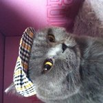 [고양이패션] 묘스니스타 <b>도도</b>에요