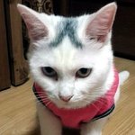 [입양홍보] 머리에 하트를 품은 예쁜 <b>송이</b>의 엄마 아빠가 되어주세요