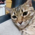 [고양이] 고양이<b>땅콩</b>이사는얘기