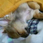 [강아지] 너무 귀여운 우리 치와와 <b>가을이</b>