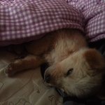 유기견 보호중인데 <b>입양</b>기다려요ㅠ