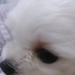 <b>모모</b>가 힘들어해요..ㅠ