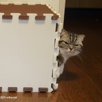 [유봉이네] 월간 유봉이네 1월호