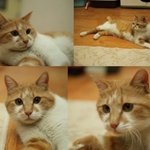 안락사 위기에서 구조해온 <b>치즈</b>냥이 딸기의 손을 잡아주실분 찾아요ㅠㅠ