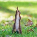 [시우민] <b>햄찌</b>가 아니라 다람쥐였넹