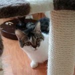 [mhsm] 19마리의 애니멀 호더에게 방치된 고양이들의 이야기...