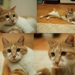 [<b>인어</b>공주] 보호소에서 안락사 직전에 구조해온 치즈냥이 딸기 어떡하죠...