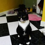 [레오냥] 스토커 블랙 레오냥,깃털 잡기의 <b>달인</b> +)내용추가