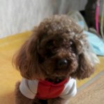 [도와주세요] 제발 도와주세요 찾아주세요