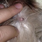 도와주세요! 식사후에 <b>입주변</b>을 심하게 문질러요ㅠㅠ