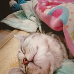 [내사랑야옹] <b>아메</b>숏 귤이~ 많이컸죠^^?