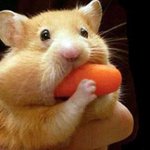 뚱뚱미 넘치는 귀여운 <b>햄스터</b> 모음