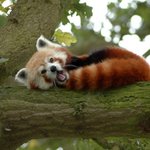 <b>나른</b>한듯 하품하는 귀여운 동물들 모음