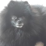 블랙 <b>포메</b> 강아지를 찾습니다-장안동 힐스테이트 근방