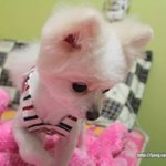 [한글이] 층간소음으로 고통받는 개한글씨