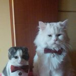 [고양이] 스코티쉬<b>폴드</b> 호두