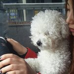 비숑인척하는 푸들(부제:털빨)