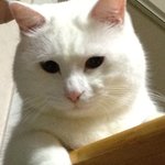 [돼<b>징징</b>] (사진추가요+)돼<b>징징</b>은 냥입니다~