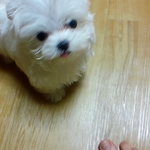 4개월 된 말티즈 아리군을 소개합니당^.^